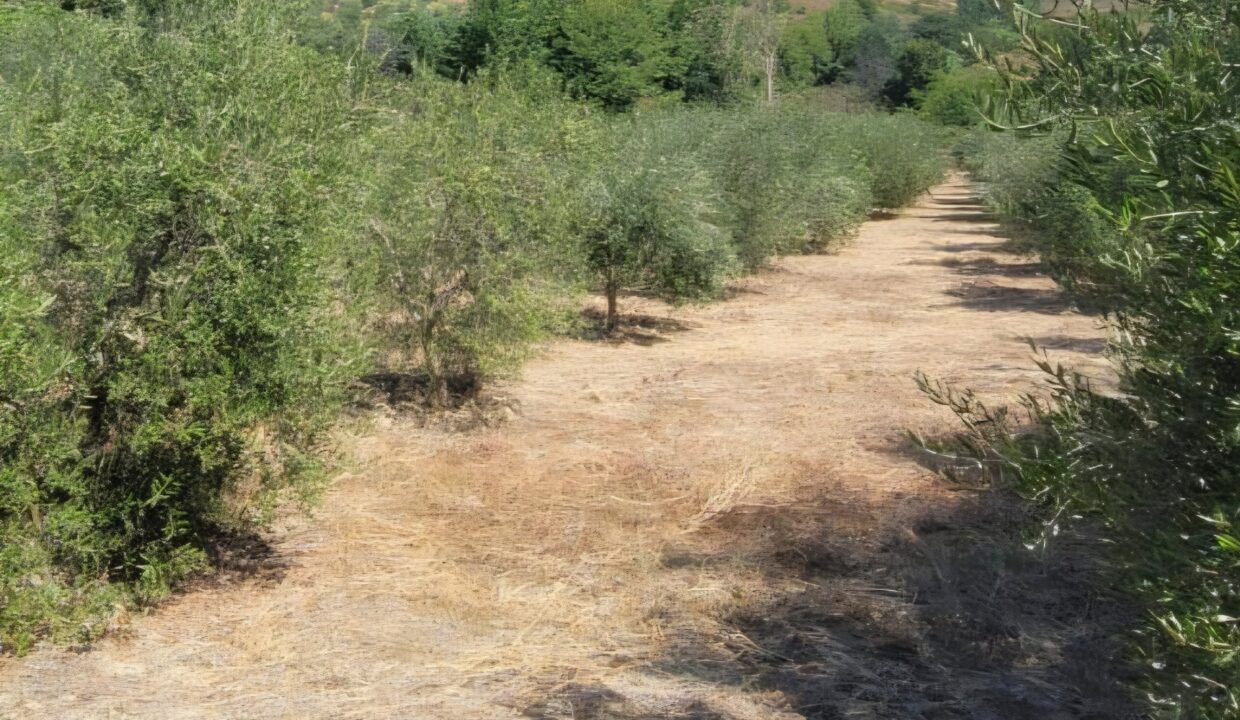 IMG-20260812-WA0099